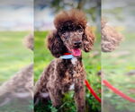 Small #3 Poodle (Toy)