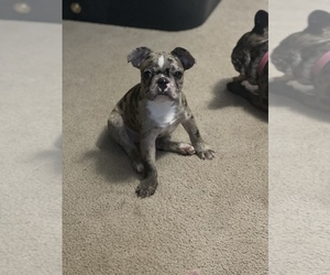 French Bulldog Puppy for sale in MANHATTAN, KS, USA