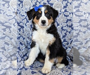 Australian Mountain Dog Puppy for sale in COCHRANVILLE, PA, USA