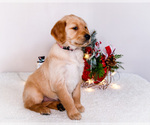 Small #4 Golden Retriever