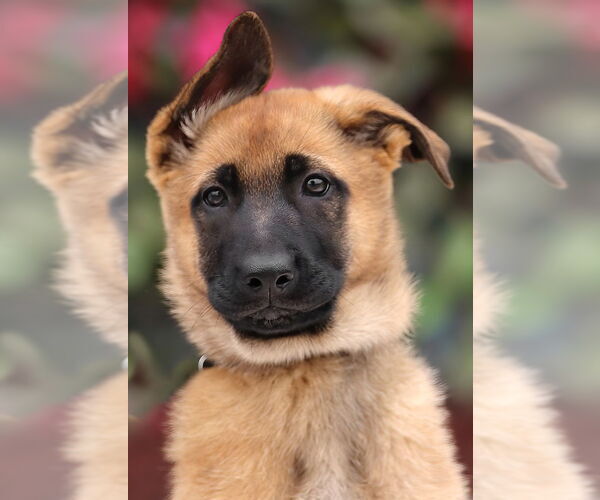 Medium Photo #6 German Shepherd Dog Puppy For Sale in Seattle, WA, USA