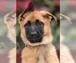 Small #5 German Shepherd Dog