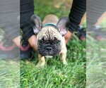 Small Photo #3 French Bulldog Puppy For Sale in READING, PA, USA