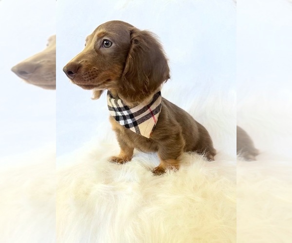 Medium Photo #5 Dachshund Puppy For Sale in DAVIS, CA, USA