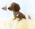 Small #4 Dachshund