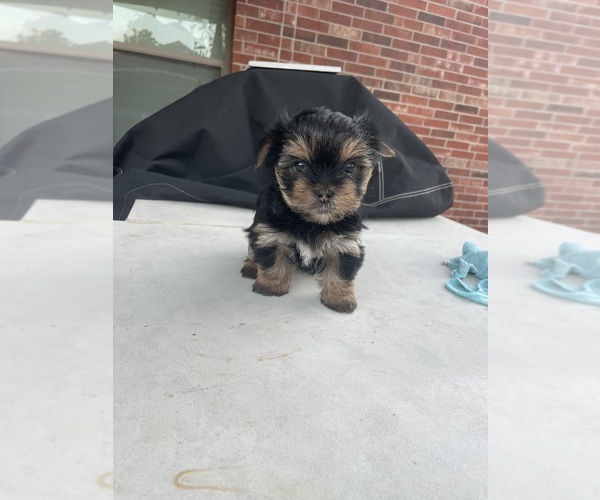 Medium Photo #11 Yorkshire Terrier Puppy For Sale in RICHMOND, TX, USA