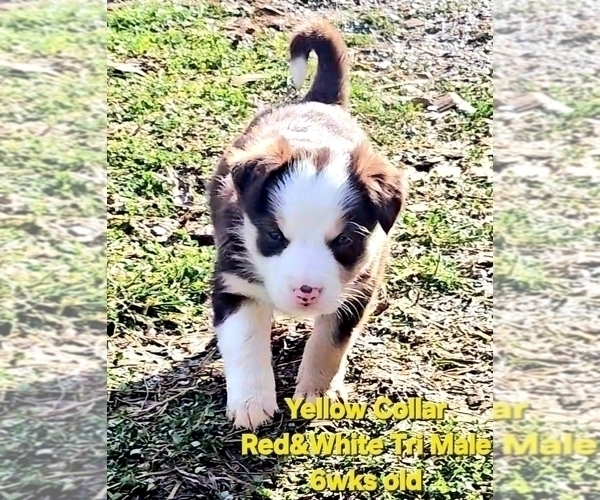 Medium Photo #12 Border Collie Puppy For Sale in BYBEE, TN, USA
