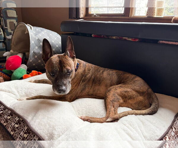 Medium Photo #4 Mutt Puppy For Sale in New London, WI, USA