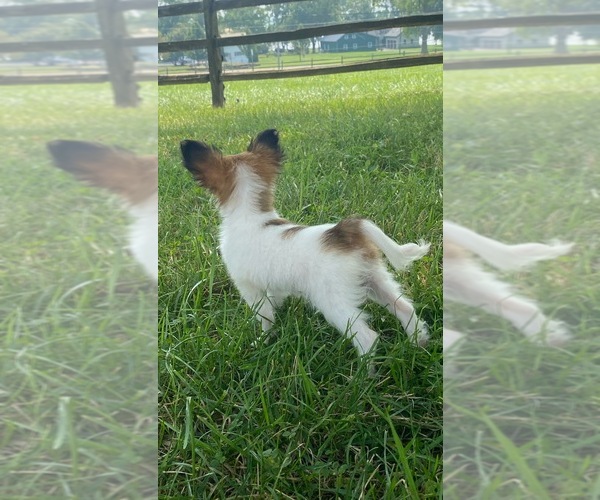 Medium Photo #4 Papillon Puppy For Sale in CANOGA, NY, USA