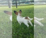Small #3 Papillon