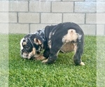 Small Photo #24 English Bulldog Puppy For Sale in STUDIO CITY, CA, USA