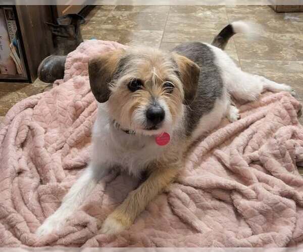 Medium Photo #2 Mutt Puppy For Sale in Arlington, VA, USA