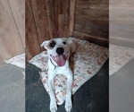 Small #2 American Pit Bull Terrier Mix