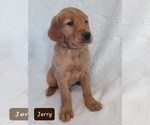 Image preview for Ad Listing. Nickname: Litter of 11