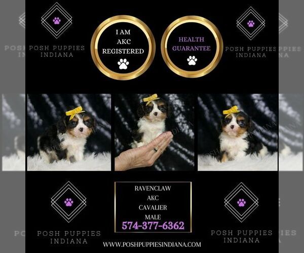 Medium Photo #2 Cavalier King Charles Spaniel Puppy For Sale in WARSAW, IN, USA