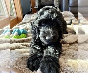 Double Doodle Puppy for sale in LAKESIDE, CA, USA