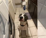 Small American Pit Bull Terrier Mix