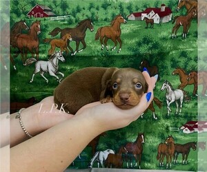 Dachshund Puppy for sale in WINNSBORO, LA, USA