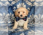 Small Photo #1 Maltipoo Puppy For Sale in ATGLEN, PA, USA