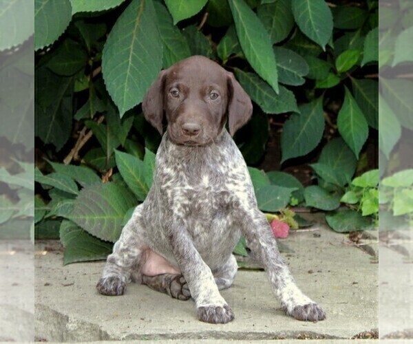 Medium Photo #1 German Shorthaired Pointer Puppy For Sale in PARADISE, PA, USA