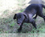 Small #6 Labrador Retriever-Mutt Mix