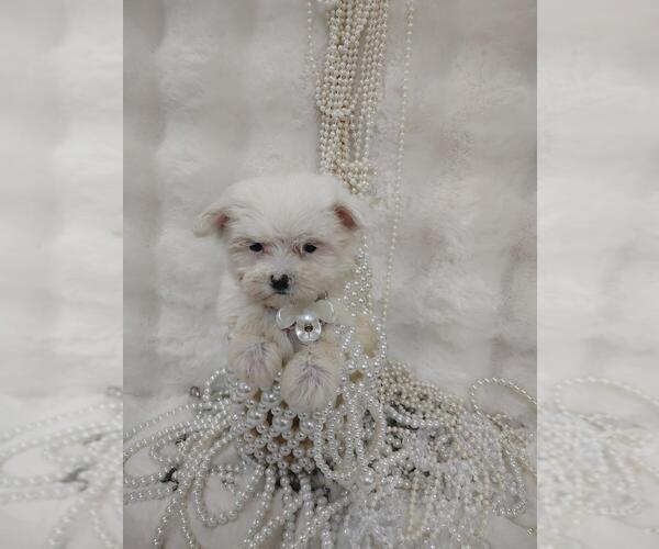 Medium Photo #1 Maltese Puppy For Sale in LANCASTER, CA, USA