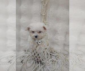 Maltese Puppy for sale in LANCASTER, CA, USA