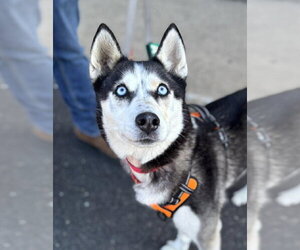 Apple - Female Siberian Husky Dog for Adoption - Photo #2