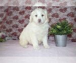 Small Photo #3 Labradoodle Puppy For Sale in SUGARCREEK, OH, USA