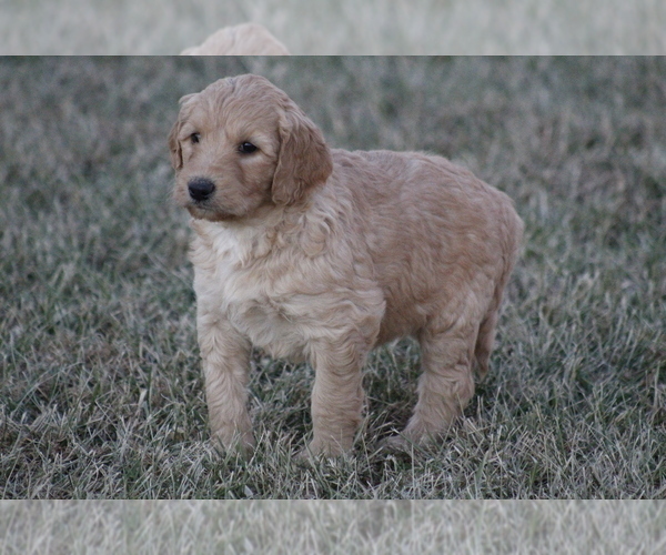 Full screen Photo #2 Goldendoodle Puppy For Sale in MEMPHIS, MO, USA
