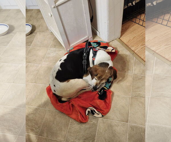Medium Photo #4 Mutt Puppy For Sale in Westwood, NJ, USA