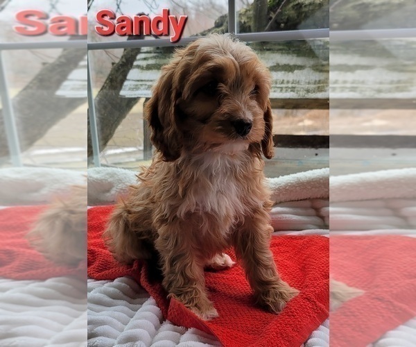 Medium Photo #1 Cavapoo Puppy For Sale in HOLTON, MI, USA