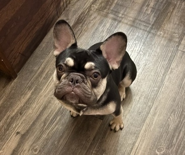 Medium Photo #1 French Bulldog Puppy For Sale in CHARLOTTE, NC, USA