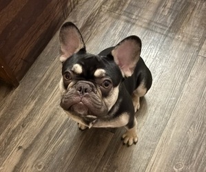 Father of the French Bulldog puppies born on 02/12/2026