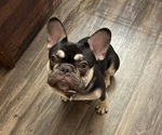 Small Photo #1 French Bulldog Puppy For Sale in CHARLOTTE, NC, USA