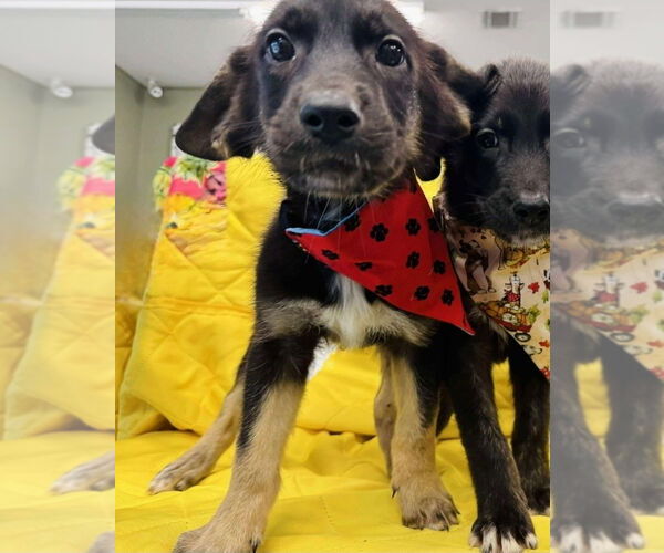 Medium Photo #1 German Shepherd Dog-Unknown Mix Puppy For Sale in Lakewood, CO, USA