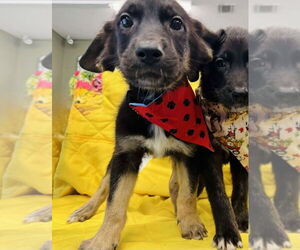 German Shepherd Dog-Unknown Mix Dogs for adoption in Lakewood, CO, USA