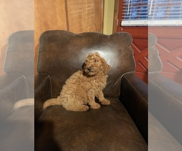 Medium Photo #4 Goldendoodle-Poodle (Standard) Mix Puppy For Sale in MODESTO, CA, USA