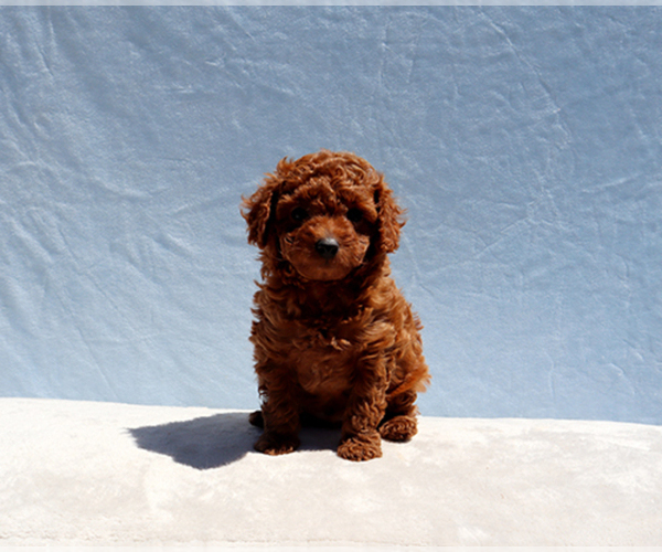 Medium Photo #7 Poodle (Toy) Puppy For Sale in LOS ANGELES, CA, USA