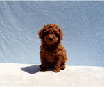Small #6 Poodle (Toy)