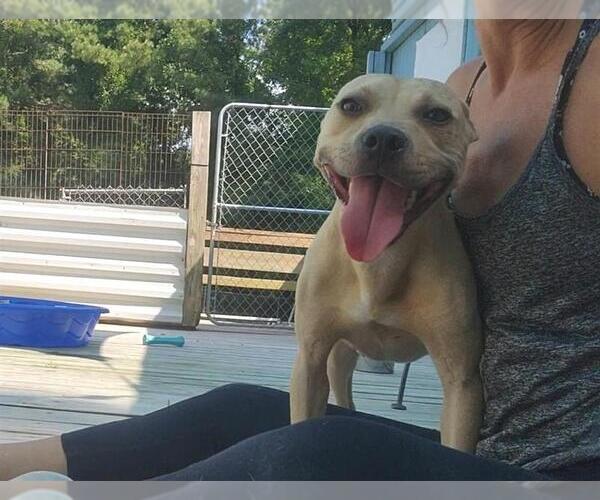 Medium Photo #24 American Pit Bull Terrier Puppy For Sale in Murfreesboro, NC, USA