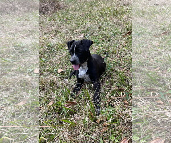 Medium Photo #3 Mutt Puppy For Sale in Slidell, LA, USA