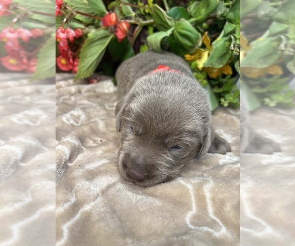 Medium Photo #16 Labrador Retriever Puppy For Sale in NEOLA, WV, USA