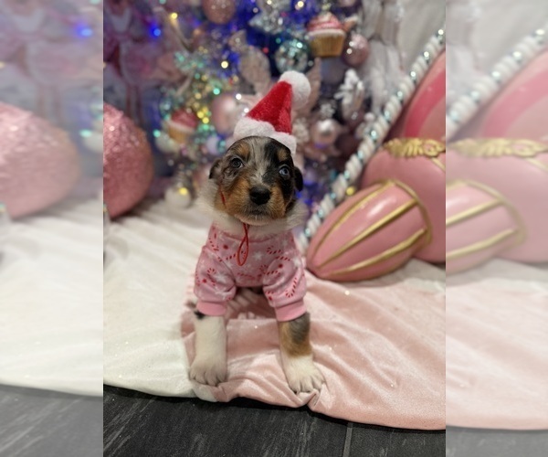 Medium Photo #29 Australian Shepherd Puppy For Sale in NEW BRAUNFELS, TX, USA