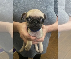 Pug Puppy for sale in ABERDEEN, WA, USA