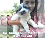Small Photo #25 Great Pyrenees Puppy For Sale in HILLSVILLE, VA, USA