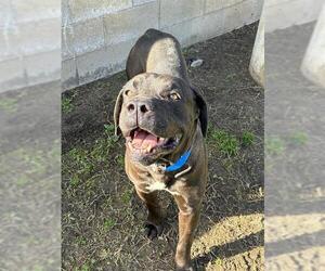 Mutt Dogs for adoption in Riverside, CA, USA