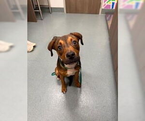 Labrador Retriever Dogs for adoption in Baytown, TX, USA
