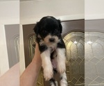 Puppy 5 Havanese-Miniature Australian Shepherd Mix