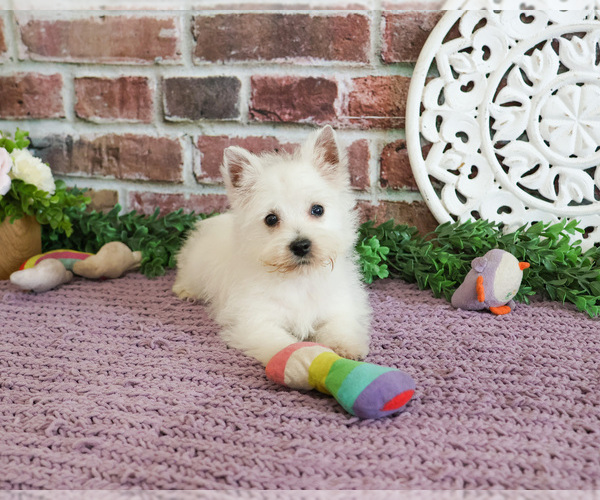 Medium Photo #3 West Highland White Terrier Puppy For Sale in SYRACUSE, IN, USA